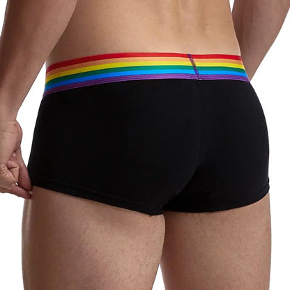 Jessy: Boxer met regenboog band